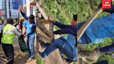 बांद्रा पूर्व कलानगर येथे लोखंडी पाईपमधून ८ फूट भारतीय अजगराची सुटका करताना सर्पमित्र