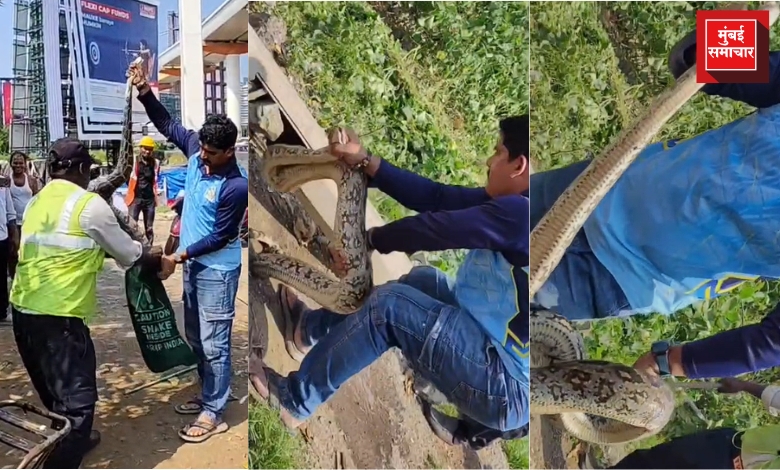 बांद्रा पूर्व कलानगर येथे लोखंडी पाईपमधून ८ फूट भारतीय अजगराची सुटका करताना सर्पमित्र