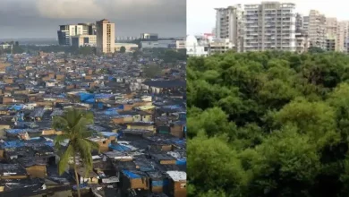 कुर्ल्यातील मदर डेअरीच्या जागेवर धारावी पुनर्विकासासाठी तोडली जाणारी झाडे आणि पर्यावरण.