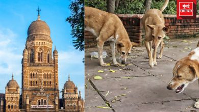 मुंबई महापालिकेने भटक्या श्वानांच्या निर्बीजीकरणानंतर त्यांना निवारा केंद्रात ठेवण्याचा घेतलेला महत्त्वपूर्ण निर्णय.